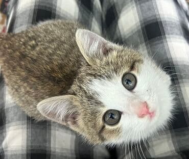 клетка для животных: Котёнок, короткошёрстный, тигрово-белый окрас. - Окрас: спинка и бока — 1