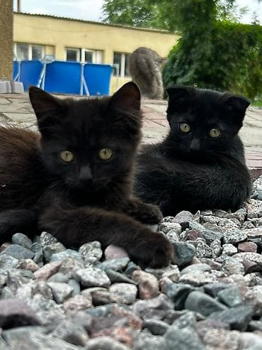котенок маленький: 3 месяца, Девочка, Приучена к лотку — 2
