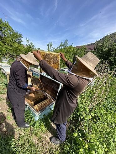 оптом бараны: Пчелопакеты на рамках Дадана Предлагаются пчелопакеты с рабочими — 3