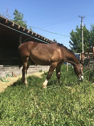 утята муларды купить: Продаю | Жеребец | Полукровка | Конный спорт | Племенные — 3
