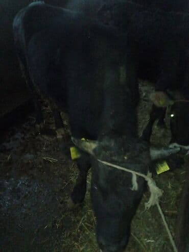 белый конь: Продаю | Бык (самец) | Швицкая | На откорм — 2