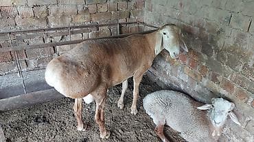 кой овца: Продаю | Овца (самка) | Для разведения — 2