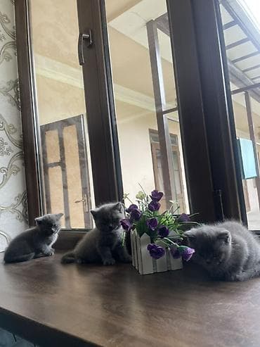 британская кошка цена бишкек: Британские короткошёрстные котята, окрас сплошной серый (blue).срочно — 1