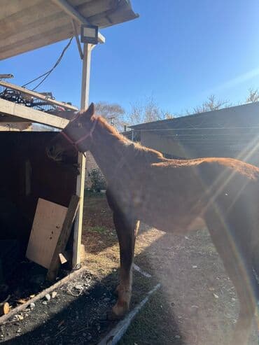 цены породистых собак: Продаю | Конь (самец) | Рабочий — 5