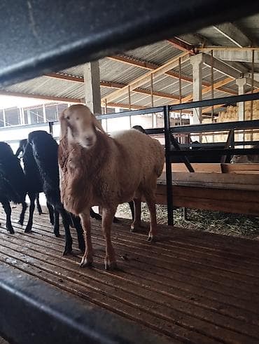 бараны токмак: Продаю | Овца (самка) | Для разведения | Матка — 2