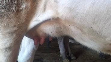 коровы монбельярд: Продаю | Корова (самка), Бык (самец), Тёлка | Алатауская | Племенные, Стельные, Отела не было — 4