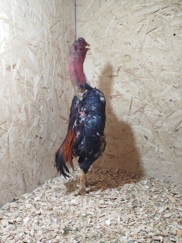 домик для кролика: Продаю | Куры — 8