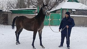 лейбор лошадь: Продаю | Кобыла (самка) | Конный спорт — 2