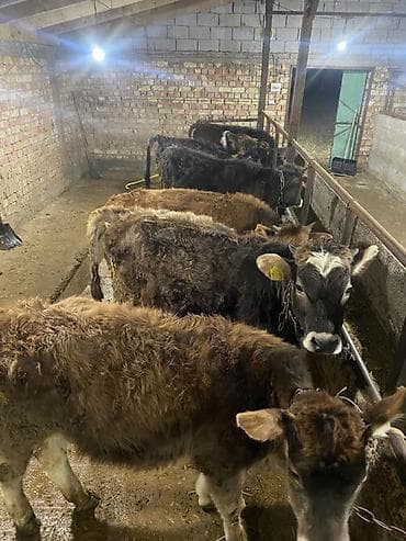 телёнок ангус: Продаю | Тёлка | Полукровка | На откорм | Нетель — 1