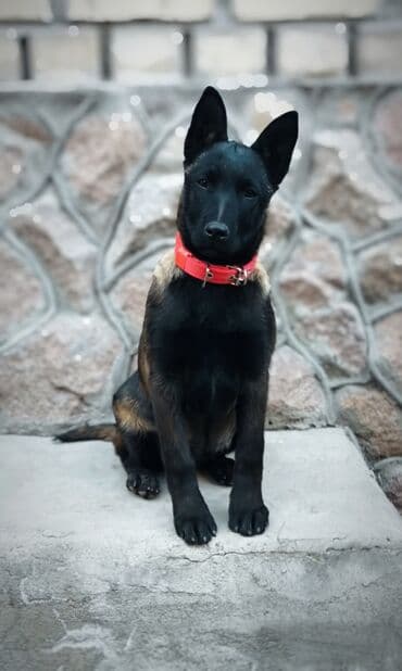 отдам собаку в хорошие руки: Вязка: Бельгийская овчарка, Самец, 3 года, С прививкой, С родословной — 8