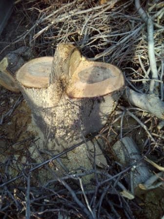 слом дома и вывоз мусора цена: Пилю деревья, дрова, корчевание пней, кустарников, расчистка — 6