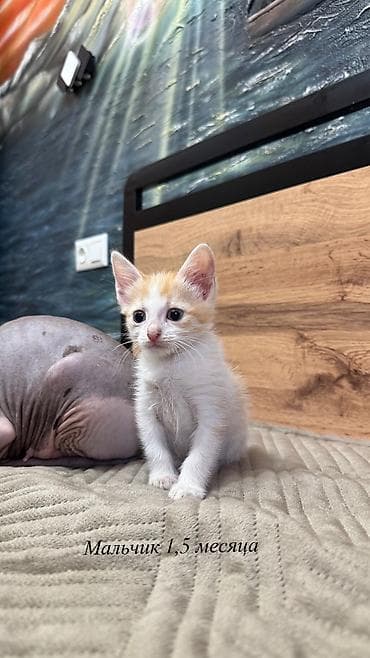 Үй жаныбарлары: 🐾 Ищем самые заботливые и любящие семьи для наших котят 🐾 В продаже — 7