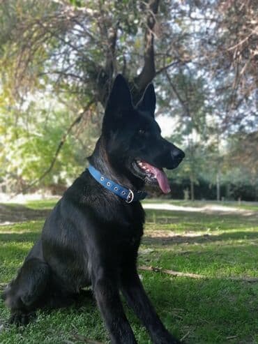 немецкая овчарка собака: Ит бекер берилет: Немис овчаркасы, 8 айлык, Эркек, Эмделген — 9