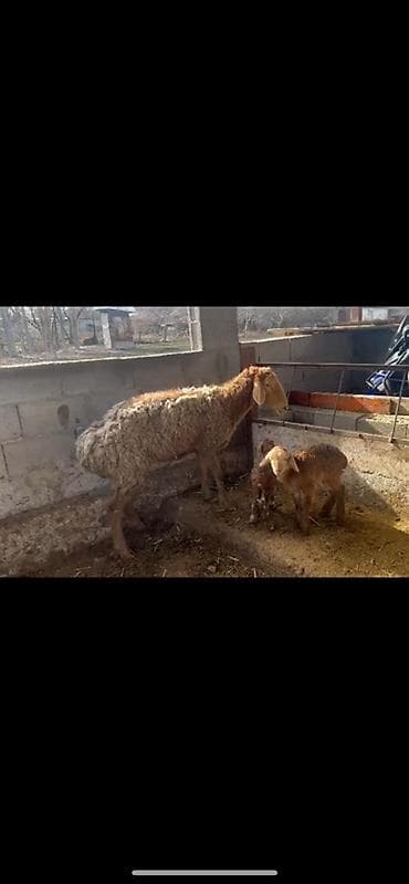 Үй жаныбарлары үчүн товарлар: Сатам | Ургаачы кой (ургаачы) | Көбөйтүү үчүн | Ургаачы — 2