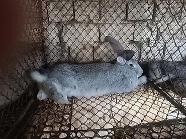 Продаю | Кролик самец | Серый великан | Для разведения — 1