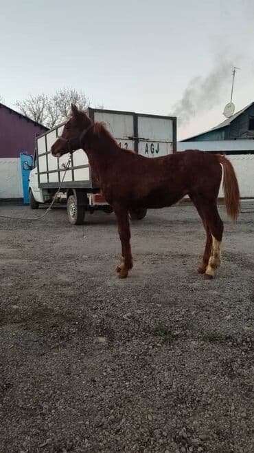 собаки охотничий: Продаю | Жеребенок | Для разведения — 1