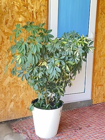 насос полив: Комнатные крупномеры в декоративных кашпо 1) Фикус эластика (Ficus — 1