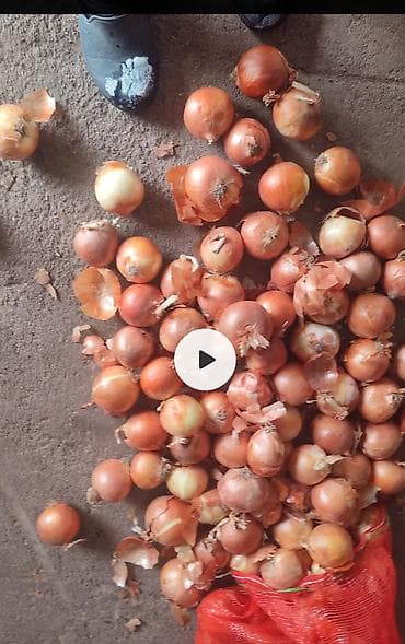 корейский кухня: Лук репчатый в сетчатом мешке. 10 тонна - Тип: ОТБОРНЫЙ Для манты — 3