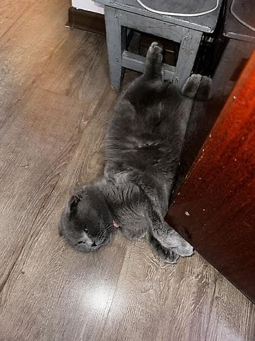 вислоухие кошки: Скотиш Фолд (Шотландская вислоухая), 2 года, Девочка, Серый, Приучена к лотку — 2