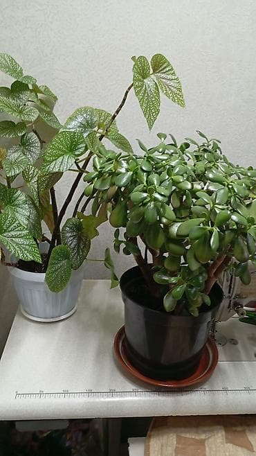 пеларгони: Комнатные растения в горшках - Пеларгония (герань) — несколько — 7