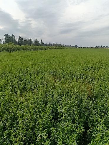 продам курей: Люцерна (кормовая трава) — поле под укос - Культура: люцерна посевная — 1