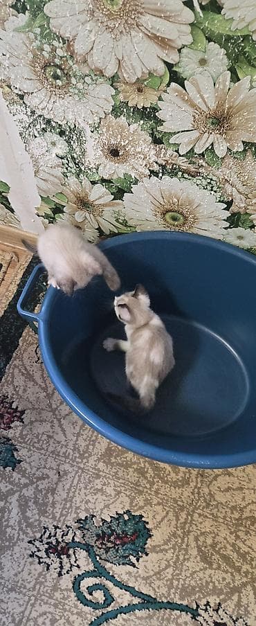 сиамский: Сиамская, 2 месяца, Девочка, Приучена к лотку — 3