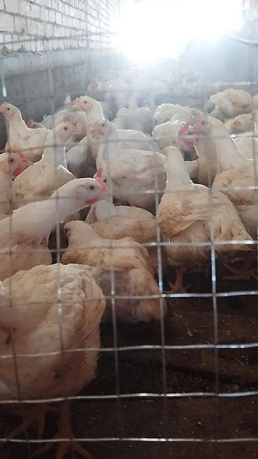 продам курей: Продаю | Цыплята | Бройлерная | На забой — 2