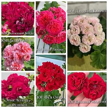 розы купить: Пеларгонии сортовые (махровые, розебудные) — коллекционные формы с — 1