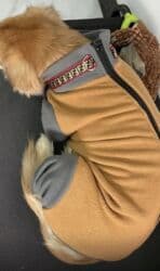 купить рабочую охотничью собаку: Комбинезон флисовый для собак. Одевали несколько раз. (Не подошел — 7