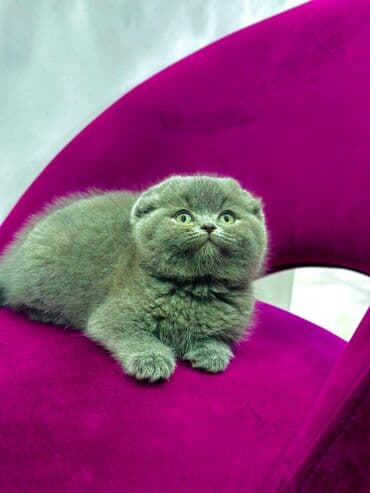 домик для кошки купить: Котята британцы шотландцы На фото котик шикарная серебристая шиншилла — 2
