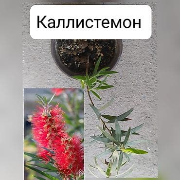 бамбук комнатный: Продаю цветы — 9