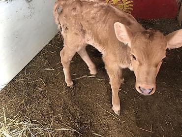 я ищу карову: Продаю | Музоо, торпок | Для разведения — 4