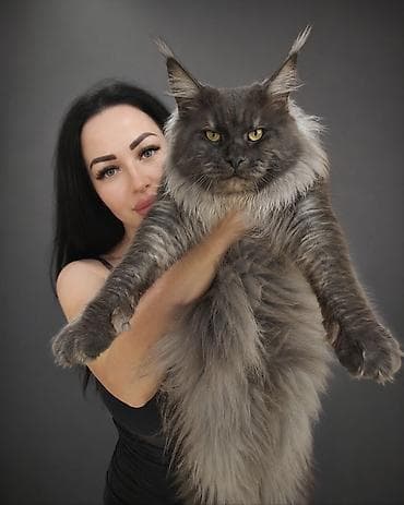 животные кошки: Вязка: Мейн-кун, Мальчик, 2 года, С документами, С прививками — 1