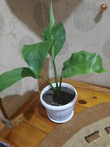 green leaf: Комнатные растения в горшках: 1) Замиокулькас (долларовое дерево) - — 2