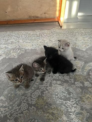 Мышыктар: Отдадим в добрые руки котят — 2