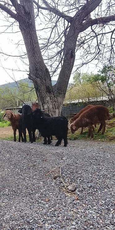 собаки в бишкеке бесплатно: Продаю | Ягненок | Для разведения | Ярка — 3