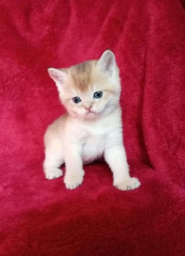 ✨ Открыто бронирование котёнка ✨ Очаровательный мальчик, порода —