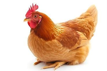 бек абад: Продаю | Куры | Домашняя | Для разведения — 1