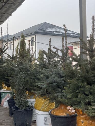 Сейфтер: Продается елки — 7