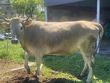 вызов ветеринара на дом бишкек: Продаю | Корова (самка) | Швицкая | Для разведения, Для молока | Привязанные — 8