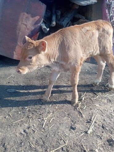 Продаю | Музоо, торпок | Полукровка | На откорм at lalafo.kg Продаю | Музоо, торпок | Полукровка | На откорм