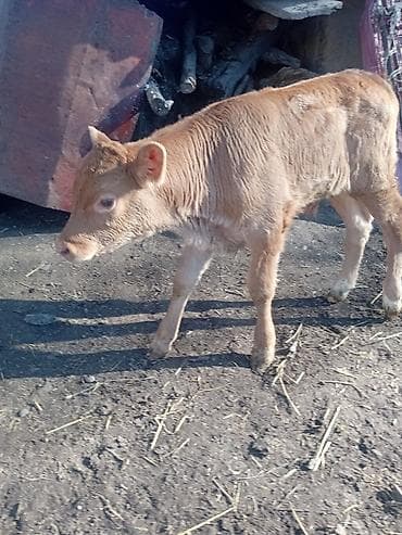 парода кой: Продаю | Музоо, торпок | Полукровка | На откорм — 1