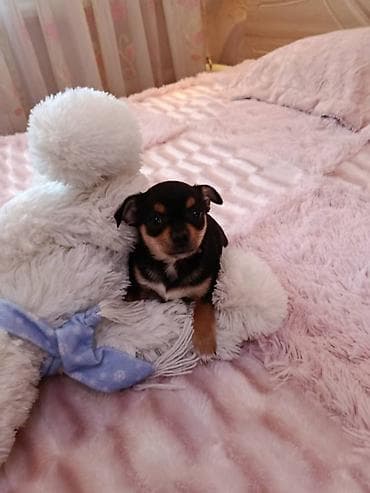 кошки маленький: Щенок миниатюрной породы (окрас черно-подпалый) - Компактный — 5