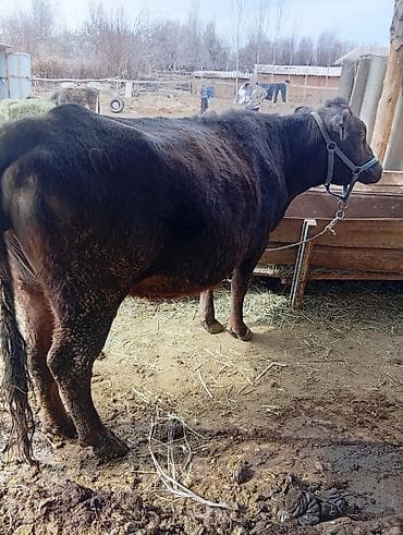 кормушки для птиц: Продаю | Корова (самка) | Для разведения | После отела — 2