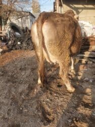 высокоудойные коровы: Продаю | Корова (самка) | Швицкая | Для разведения | Нетель — 6