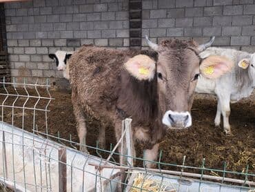 сазан живой: Продаю | Бык (самец), Тёлка | Швицкая, Бельгийская, Монбельярд | На откорм, Для разведения, Для молока | Племенные, Искусственник — 3