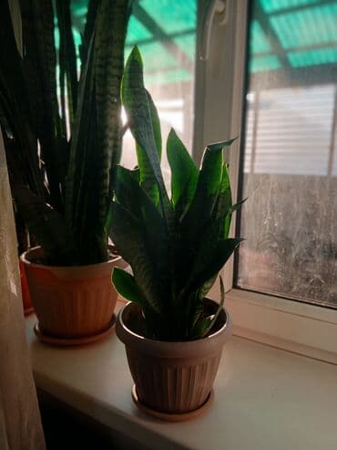 хризантемы цена бишкек: Большой выбор Сансиеверии от 200 сом — 4