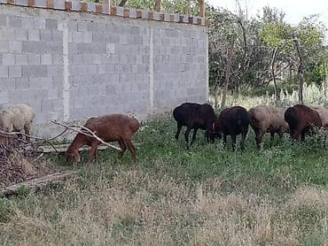 продаю кролики: Продаю | Овца (самка) | Гиссарская | Для разведения | Ярка — 9