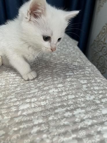 швейцарская кошка: Кошка даром: Сиамская, 2 месяца, Девочка, Приучена к лотку — 5