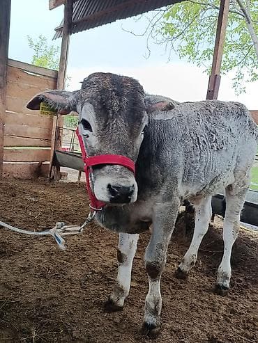 кошки британский: Продаю | Музоо, торпок | На откорм | Привязанные — 2